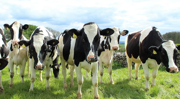 gado Holstein, vacas, novilhas, campo, produtos lácteos, leite, queijo