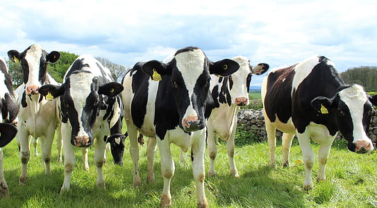 Holstein kvæg, køer, kvier, felt, mejeri, mælk, ost