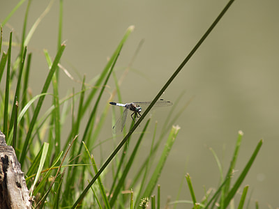 dragonfly, vízközel, lake, summer, water, hungary, nature