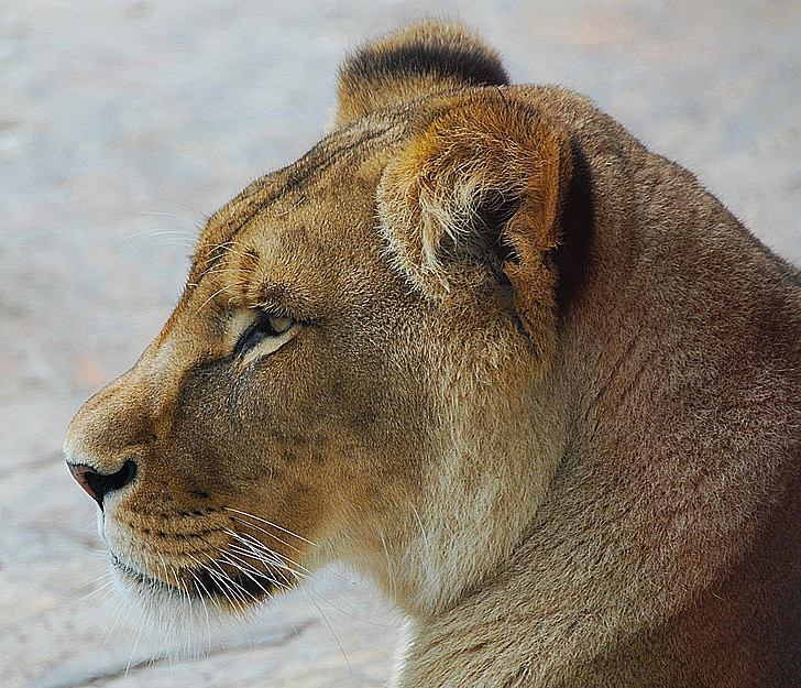 lev, blizu, živalski vrt, mačka, portret