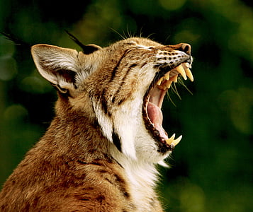 Lynx, Bobcat, animal, mammifère, gros plan, tête, carnivore