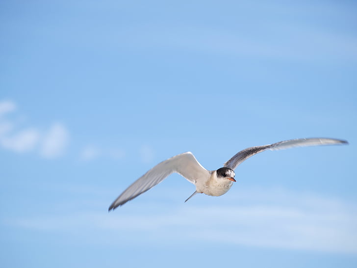 Gaviota, Islandia, pájaro, cielo, volar