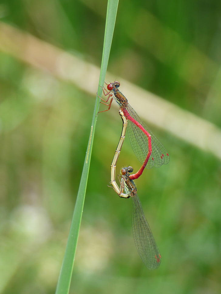 Dragonfly, Vannymfer, ceriagrion tenellum, par, insekter apareandose, copulation, reproduksjon