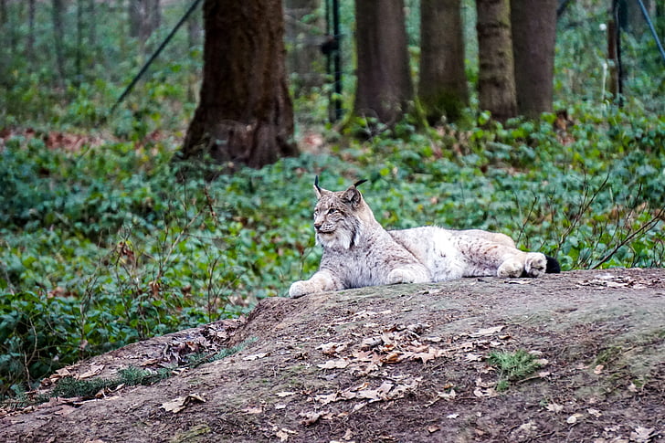 Wildlife park, Lynx, Gangelt, Gangelt wildlife park, kočka divoká, Svět zvířat, savci