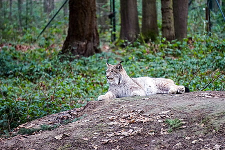 Wildlife park, Lynx, Gangelt, Gangelt wildlife park, pisica salbatica, lumea animalelor, mamifere