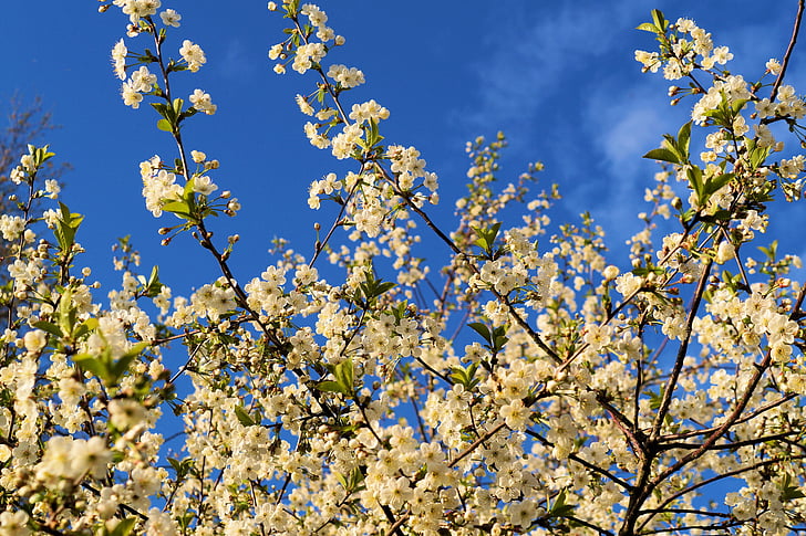 ptica trešnje, Prunus avium, cvijet grana, cvijet, cvatu, proljeće, nebo