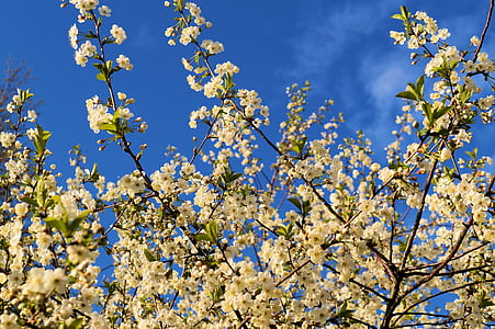 cereza de pájaro, Prunus avium, ramas de flor, flor, floración, primavera, cielo