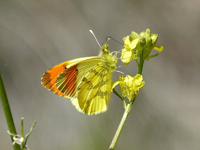 жълта пеперуда, Aurora жълт, диви цветя, libar, Кардаминова euphenoides, Aurora Грога, насекоми