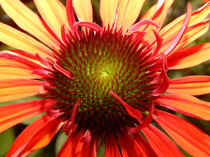 태양 모자, echinacea, 정원, 꽃, 꽃, 블 룸, 여름