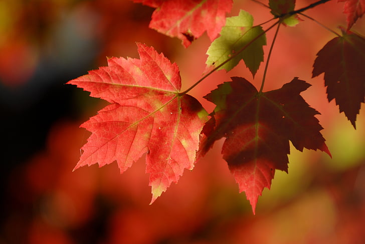 Leafs, víno, Příroda, listoví, podzim, na podzim, závod