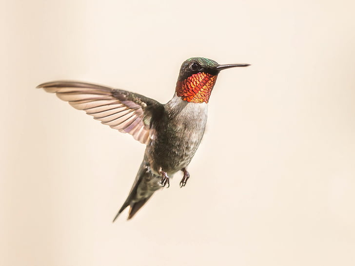 hummingbird, flying, portrait, wildlife, nature, flight, wings