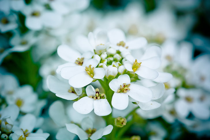 flowers, bloom, spring, white, plant, macro, nature