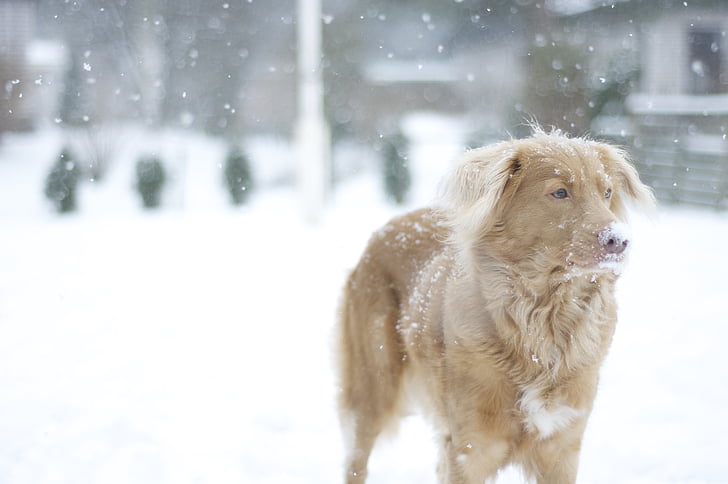 pies, pies myśliwski, śnieg, zimowe, Nova scotia duck przejazd retriever