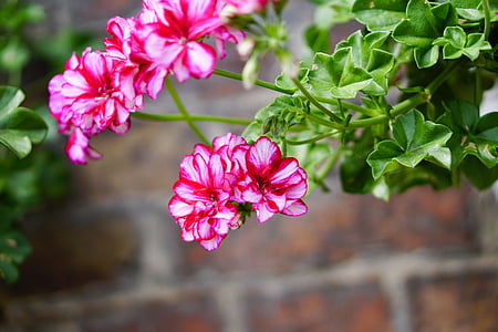 Pink, blomster, Geranium, plante, forår, natur, Luk