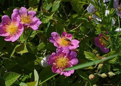 wild roses with hornet, wildflower, flower, blossom, bloom, plant, meadow