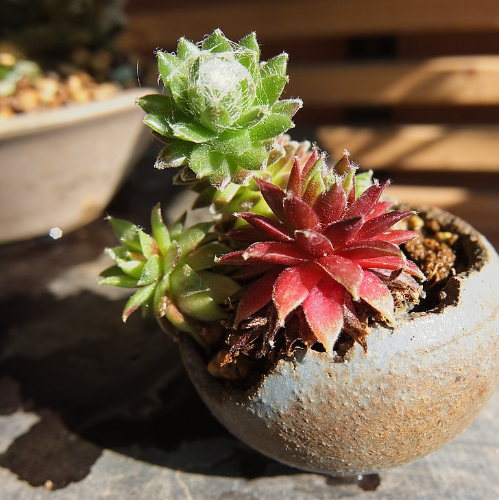 Sempervivum, Bonsai, miniatuur, natuur, plant