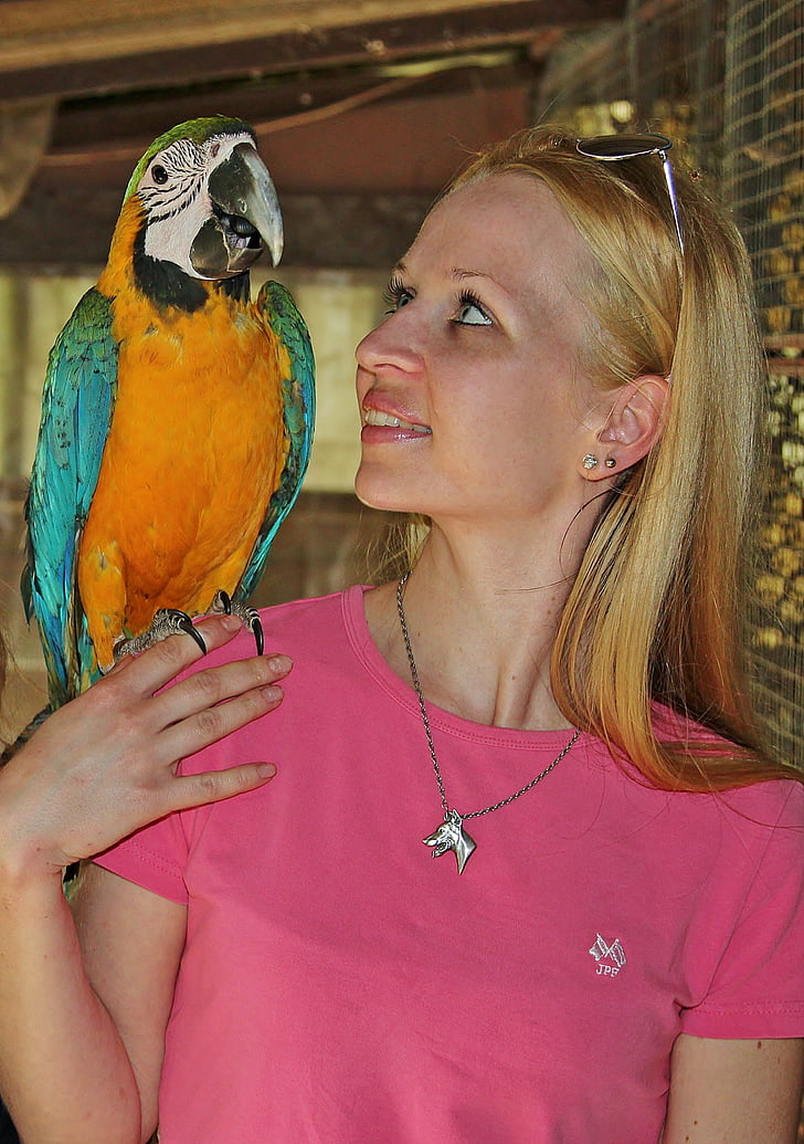 papegaai, Macaw, weven, vrouw, liefde, vogel, vrouwen