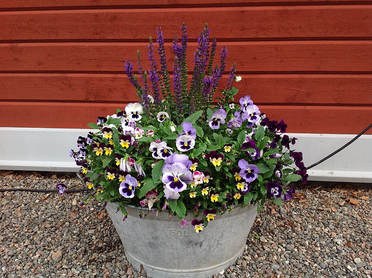 viooltjes, zomer, land, pot, korting, bloem, decoratie