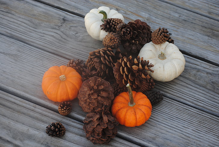 pumpkin, pine cone, fall, autumn, thanksgiving, season, orange