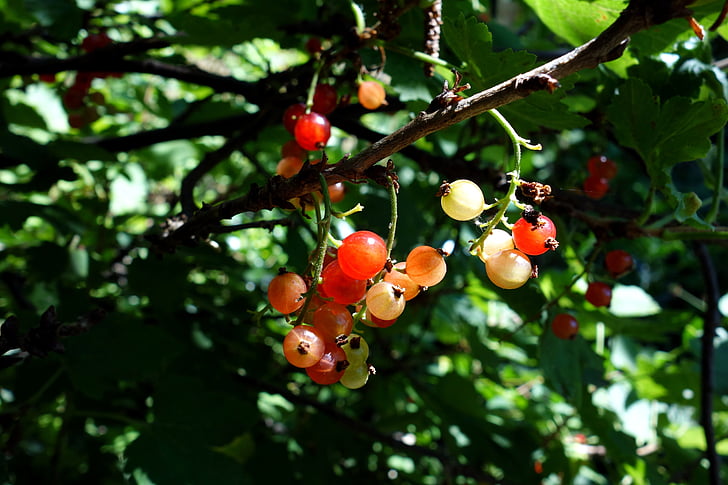 rowanberries, bær, natur, Mountain ash, gren, Sommer, bær
