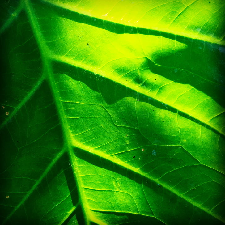 leaf, nature, foliage, natural, green, bright, texture