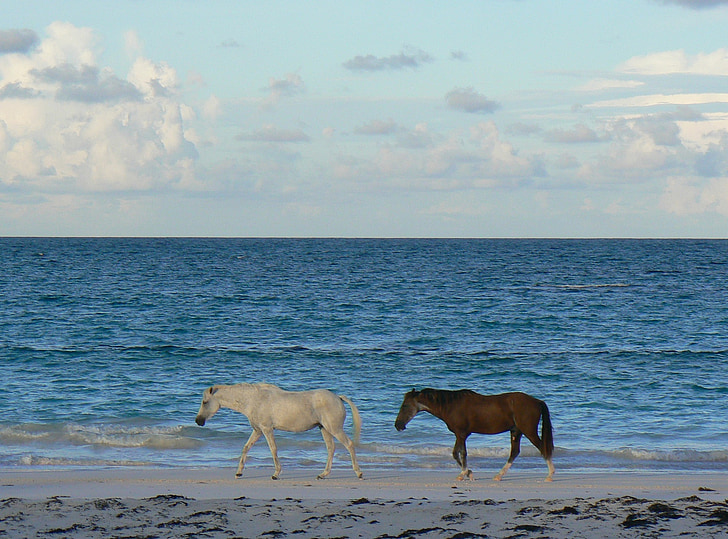 savvaļas zirgi, Asatīgas salas, pludmale, savvaļas dzīvnieki, daba, savvaļas, tuksnesī