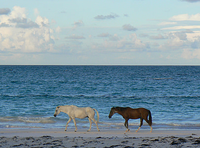 диви коне, assateague остров, плаж, дива природа, природата, диви, пустинята