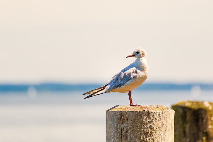 gull, bank, bird, animal, water bird, beach, coast