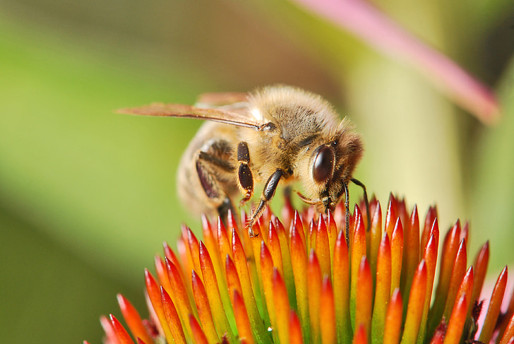 honeybee, european, western, female, worker, apis mellifera carnica, close