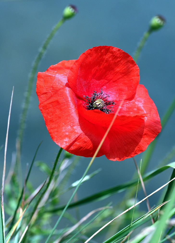 poppy, flower, petals, nature, red, field, plant