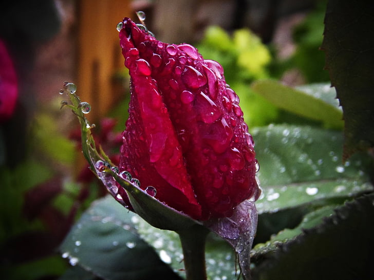 ดอกกุหลาบสีแดง, ฝน, หยดฝน, แมโคร, หยดน้ำ, ดอกไม้, เปียก