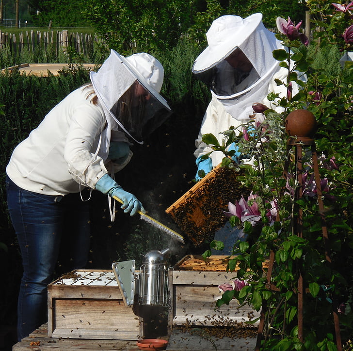 jardim, passatempo, Primavera, Verão, frühlingsanfang, Maio, apicultor