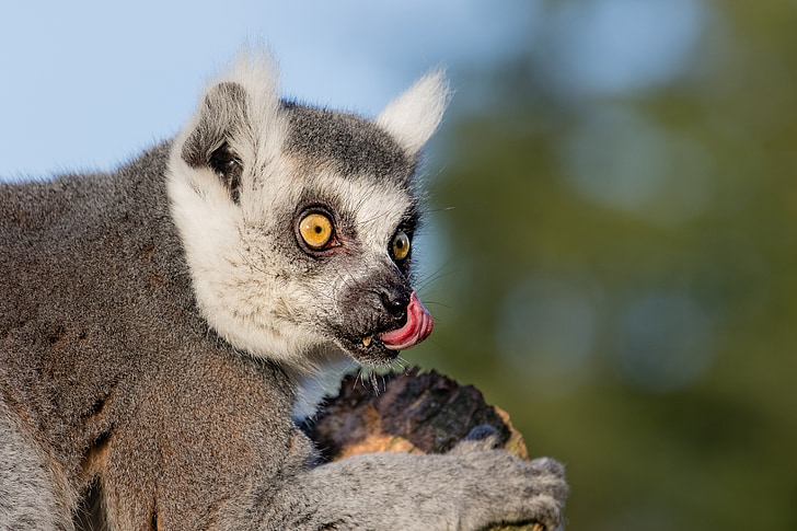 kroužek tailed lemur, primát, savec, kožešina, šedá, Madagaskar, portrét
