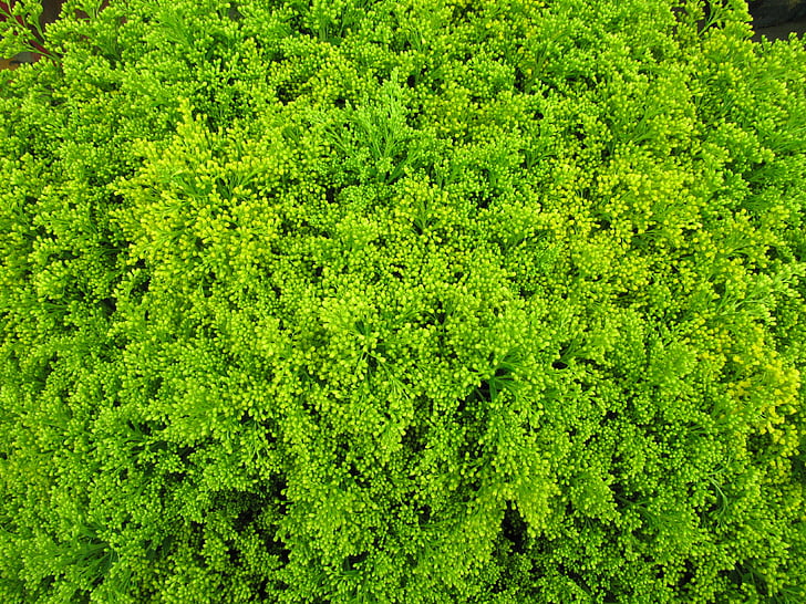 verd, flor tallada, Solidago, teriyaki, planta, ornamentals, floral