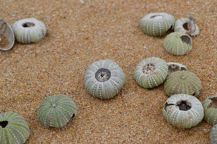 Shell, stranden, ferie, Seashell, sand, Sør-Afrika