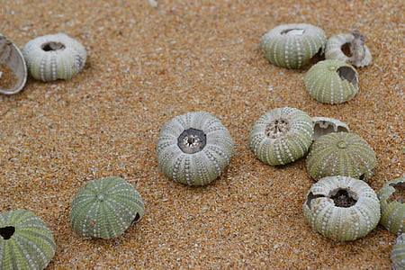 оболочка, пляж, праздник, Морская раковина, песок, Южная Африка