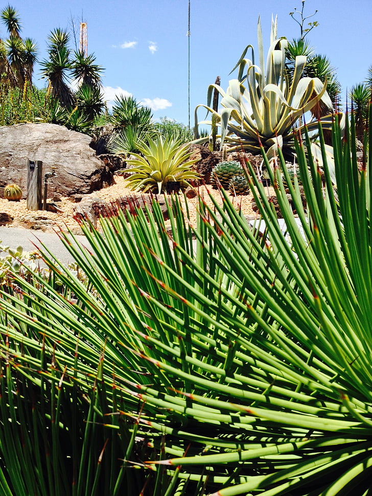 trädgård, Anläggningen, Cactus