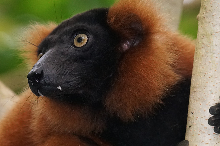zvieratá, primát, lemur, Dažďový prales, vari červený