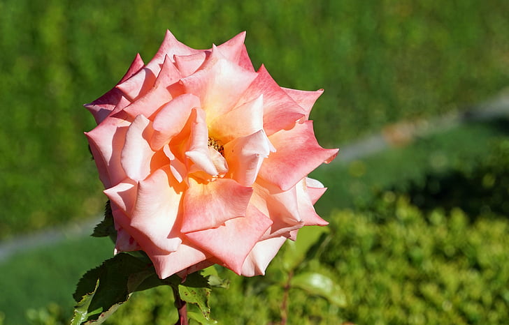 růže, růžová, květ, Bloom, růže květ, květiny, růžové růže