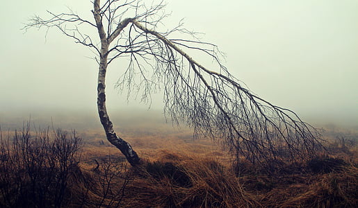 köd, Moor, a Moorland, nyír, fa, hangulat, ősz