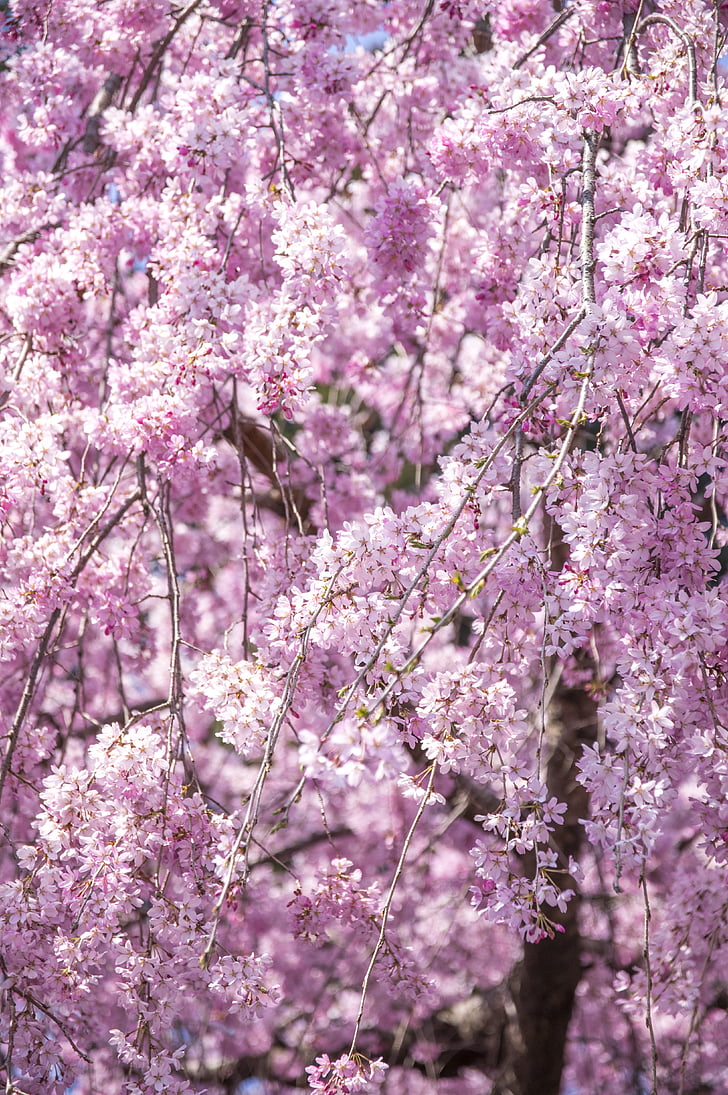 ağlayan kiraz ağacı, kiraz, çiçekler, Bahar, Japonya, pembe, bahar çiçekleri
