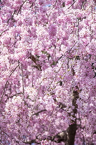 árbol de cerezo llorón, cerezo, flores, primavera, Japón, rosa, flores de primavera
