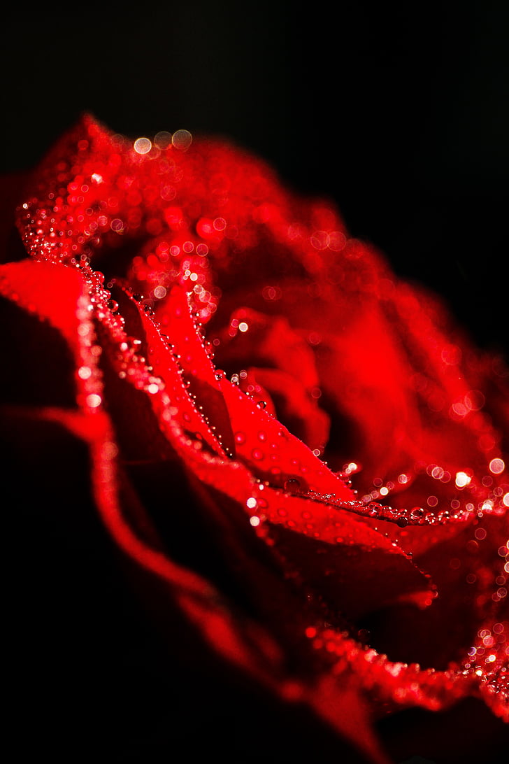 red, rose, dew, drops, close, photography, flower