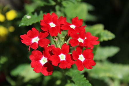 geranium, flowers, summer, botanical, nature, red petals