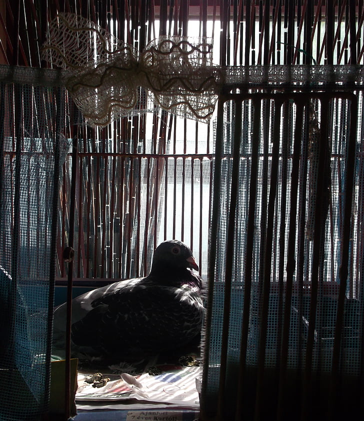 pigeon, cage, dark, contrast, bird, melancholia, alone