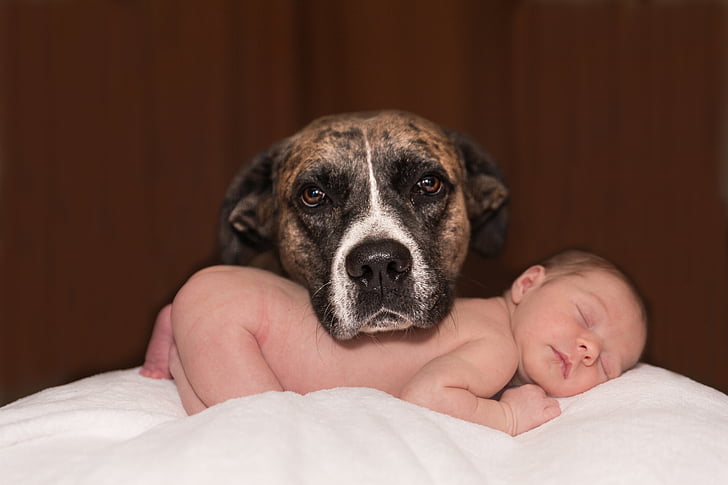 dog, baby, animal, small, canine, love, infant