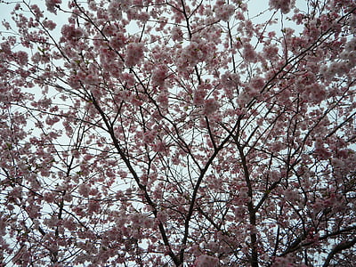 Hintergrund, Blütenmeer, Zier-Kirsche, Rosa, Blumen, Bloom, Frühling