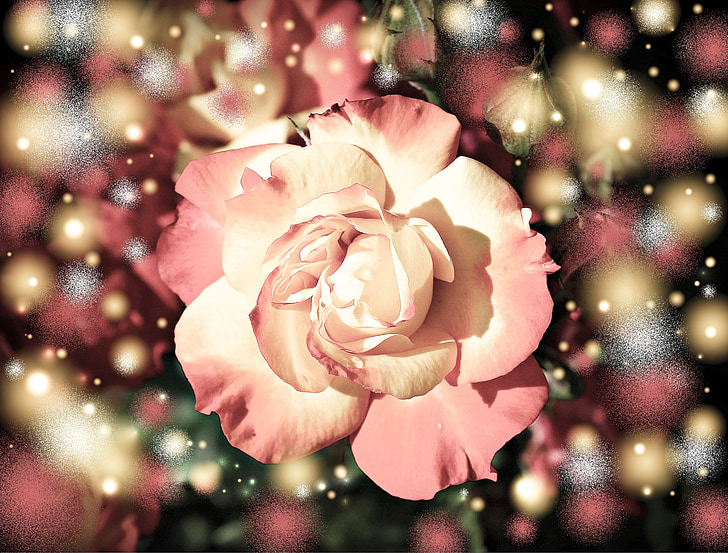 Rosa, flor, flor, flor, targeta de felicitació, fantasia