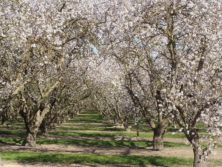 pohon-pohon aprikot, Orchard, pohon, musim semi, musim semi, Blossom