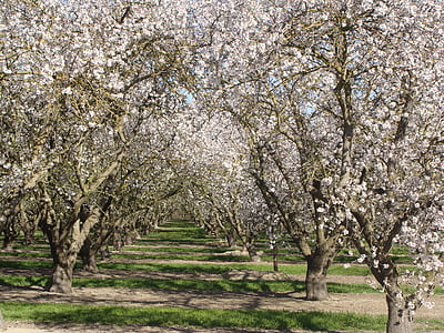 apricot trees, orchard, tree, spring, springtime, blossom
